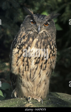 Uhu, gufo reale (Bubo bubo) Foto Stock