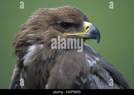 Steppenadler, steppa Eagle (Aquila nipalensis) Foto Stock