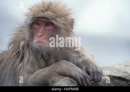 Macaque giapponese Foto Stock