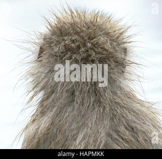 Macaque giapponese Foto Stock