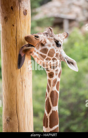 Una giraffa leccare un palo di legno. Foto Stock