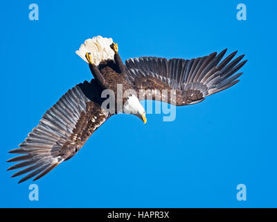 Aquila calva Immersioni subacquee Foto Stock