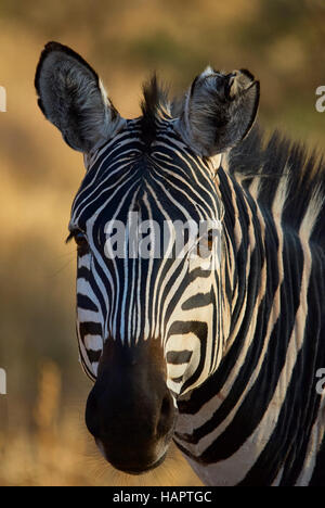 Zebra con un orecchio danneggiato, in posa per un ritratto Foto Stock