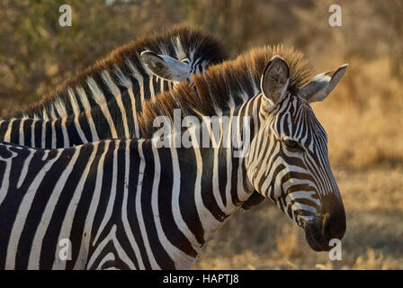 Zebre, passando da strettamente Foto Stock