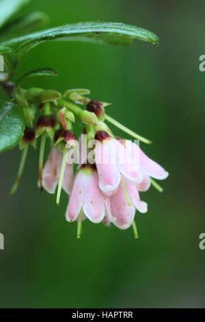 Lingonberry, cowberry fiori Foto Stock