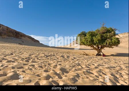 Acacia in sabbia Foto Stock