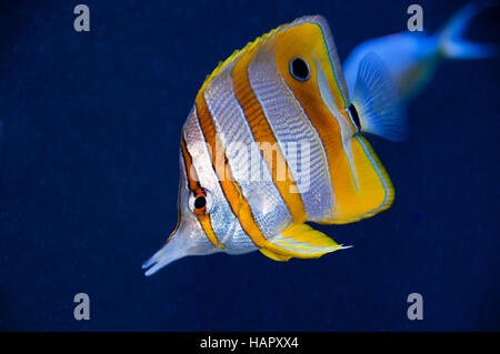 Copperband pesci farfalla Foto Stock