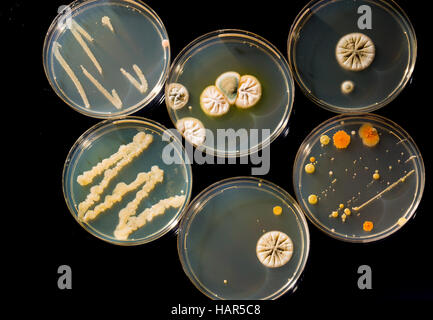 Le colonie di batteri su capsule di petri Foto Stock