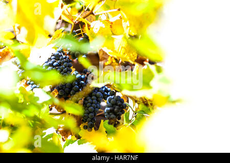 Blue uva da vino su grapevine con alcune foglie in un vitigno della Stiria rotta Foto Stock