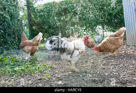 Polli e un gallo alimentando al grano Foto Stock