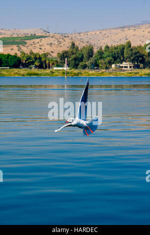 Un Gabbiano vola sopra il mare di Galilea nel nord di Israele Foto Stock