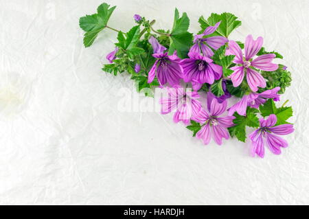 Malva Sylvestris, malva, bouquet di fiori in tessuto bianco Foto Stock