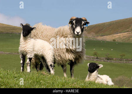 Swaledale pecora con due agnelli a Keld, Yorkshire Dales, Inghilterra Foto Stock
