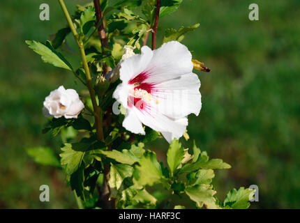 Il bianco e il rosso Hibiscus syriacus fiore. Rosa di Sharon in giardino. Su sfondo verde Foto Stock