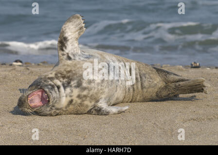 Guarnizione grigio (Halichoerus grypus) Foto Stock