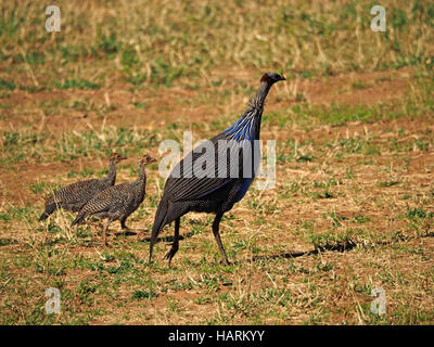 Adulto Vulturine faraona (Acryllium vulturinum) con due pulcini criptico in esecuzione su terreno aperto in altopiano di Laikipia Kenya Foto Stock