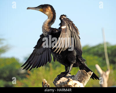 Grande o petto bianco cormorano (Phalacrocorax carbo) sul ceppo di albero essiccamento ali spiegate sul lago Baringo Rift Valley Kenya Foto Stock