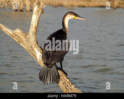 Grande o petto bianco cormorano (Phalacrocorax carbo) appollaiato sul ceppo di albero con coda a ventaglio in Lake Baringo Rift Valley Kenya Foto Stock