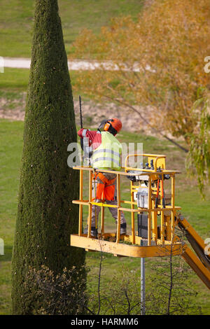 In dotazione un uomo su una gru la potatura di un cipresso con chainsaw. In verticale Foto Stock