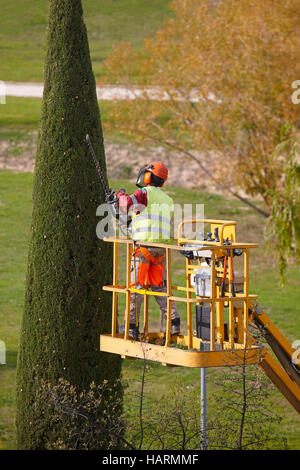 In dotazione un uomo su una gru la potatura di un cipresso con chainsaw. In verticale Foto Stock