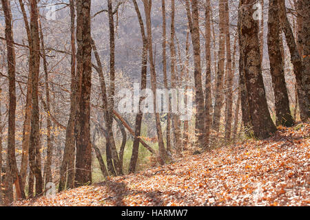 Paesaggio autunnale con la foresta di faggio senza foglie in Spagna. Posizione orizzontale Foto Stock