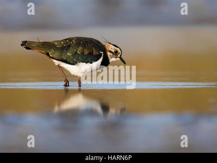 Pavoncella (Vanellus vanellus) capretti rovistando in acque poco profonde di una palude Foto Stock