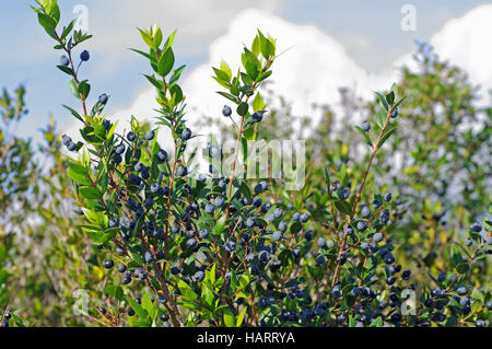 Myrtus communis, il comune di mirto, con frutti (bacche), famiglia Myrtaceae Foto Stock
