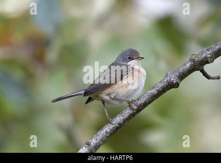 Western subalpini trillo - Sylvia cantillans Foto Stock