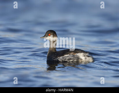 Nero-Svasso collo - Podiceps nigricollis Foto Stock