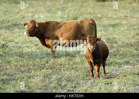 Kalb+kuh - calf+mucca Foto Stock