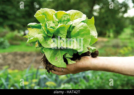 Giardiniere la mano che regge un fresco raccolte testa di lattuga Foto Stock