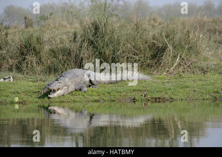 Il Coccodrillo, Crocodylus palustris Foto Stock