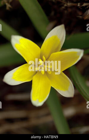 Tarda tulip - Tulipa tarda Foto Stock