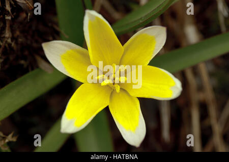 Tarda tulip - Tulipa tarda Foto Stock