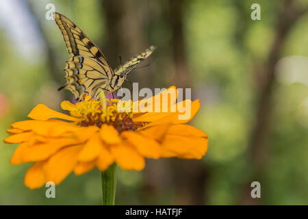 Tiger coda forcuta farfalla (Papilio glaucas) con il giallo e il nero marcature a strisce Foto Stock
