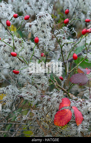 Oldmans Beard o viaggiatori gioia Clematis ligusticifolia e rosa selvatiche anche Foto Stock