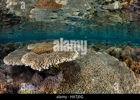 Un set di sani di coralli cresce in acqua poco profonda nel Parco Nazionale di Komodo. Questa regione è nota per la sua alta biodiversità marina. Foto Stock