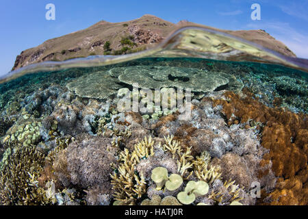 Un set di sani di coralli cresce in acqua poco profonda nel Parco Nazionale di Komodo. Questa regione è nota per la sua alta biodiversità marina. Foto Stock