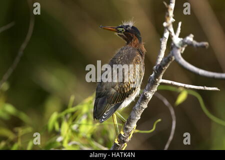 Junger Mangrovenreiher Foto Stock