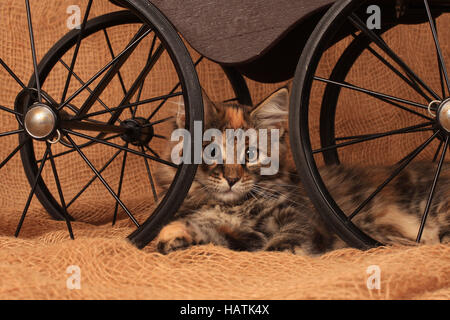 Norwegische Waldkatze, Norvegese delle Foreste Foto Stock