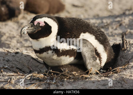 Pinguino africano - Brillenpinguin Foto Stock
