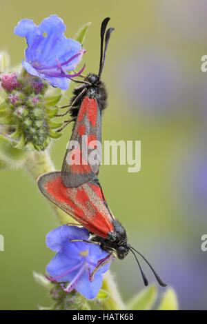 Beilfleckwiddwechen (Zygaena loti).jpg Foto Stock