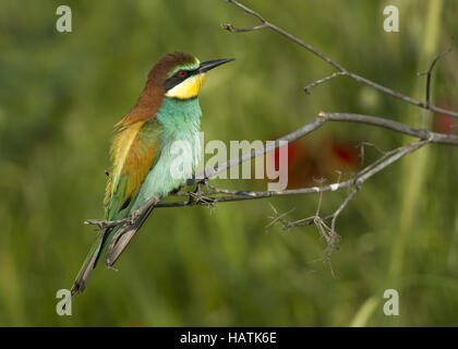 (Bienenfresser Merops apiaster) Foto Stock