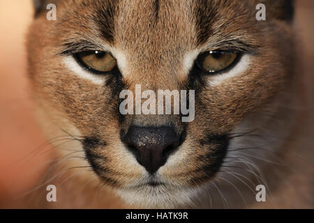 Caracal-Karakal-Sud Africa - captive Foto Stock