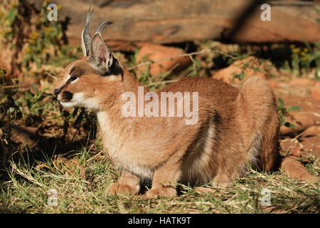 Caracal-Karakal-Sud Africa - captive Foto Stock