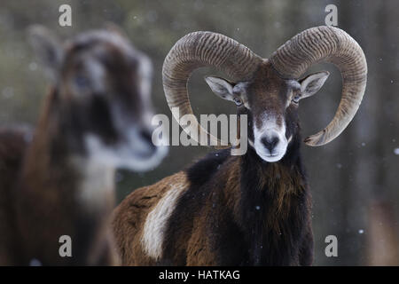 Mufflon, (Ovis orientalis), muflone Foto Stock