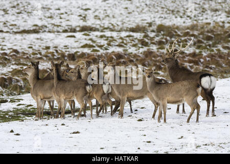 Sikahirsch (Cervus nippon), cervi sika Foto Stock