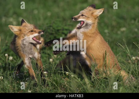 Rotfuchs, (Vulpes vulpes vulpes), volpe rossa Foto Stock