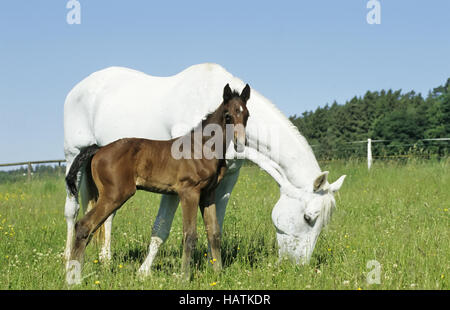 Warmblut, Pferd, warmblood, cavallo Foto Stock