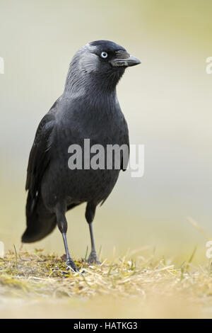 Dohle (Corvus monedula)2.jpg Foto Stock